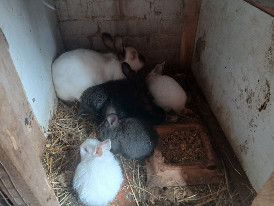 Продам кролі різного віку,малі і великі