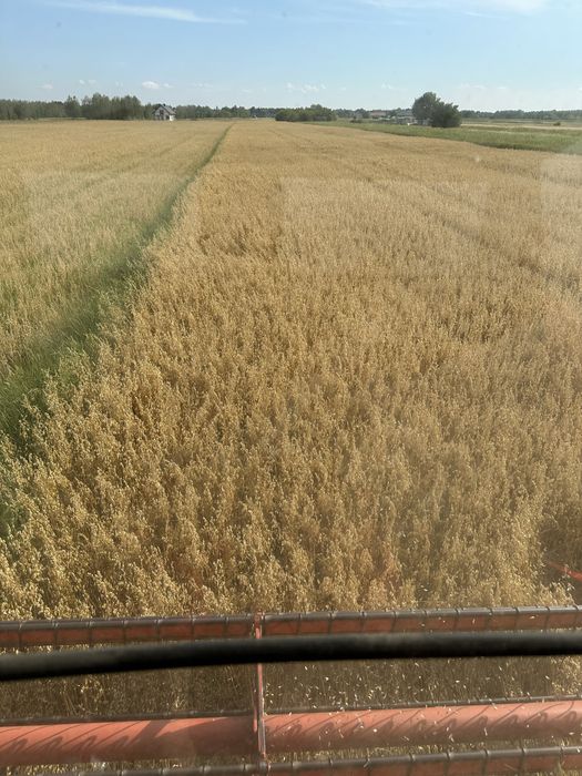 Owies ze zbioru 2025