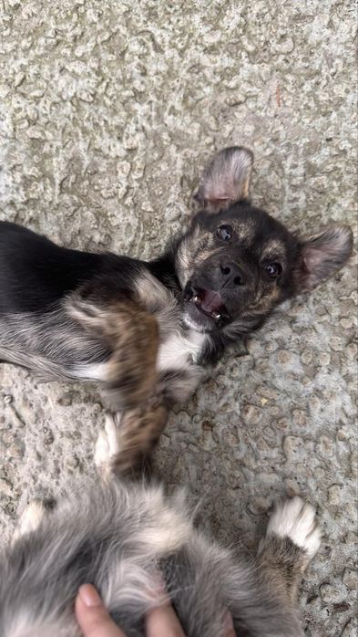 Коргі помість 3 міс