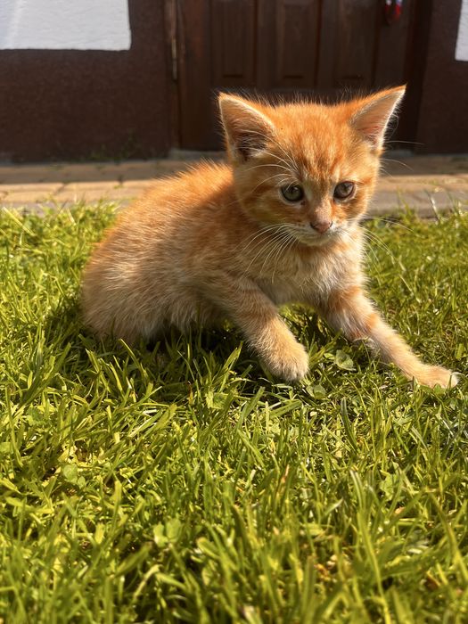Kotki i kocurki do oddanai w dobre ręce