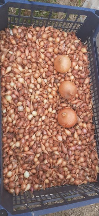 Тиканка Штутгартен лук севок арпажейка