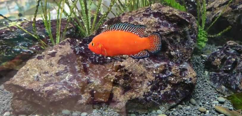 ciclideo joia super red \ hemichromis exsul 3-4cm