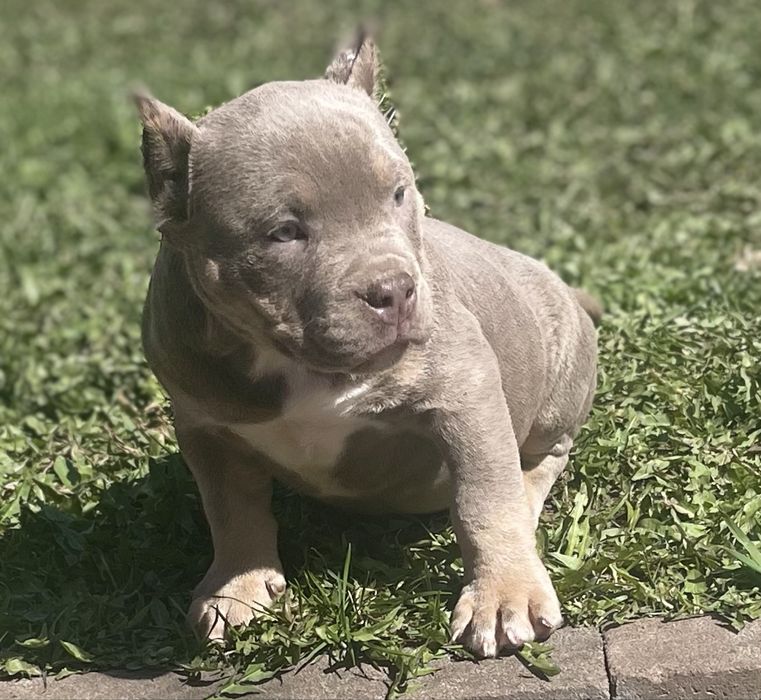 Американский буллі