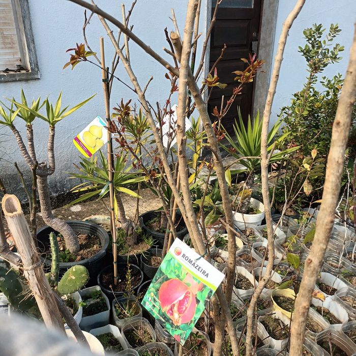 Romanzeiras de boa qualidade