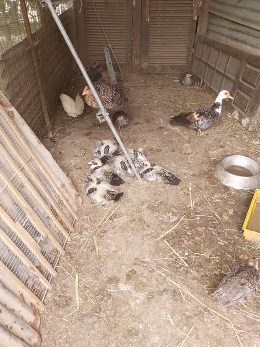 Vendemos patos grandes e pequenos