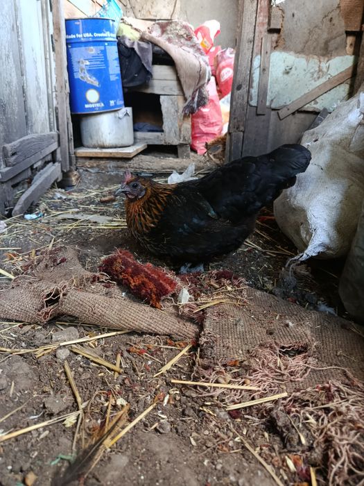 Продам яйцо инкубационное бентамка