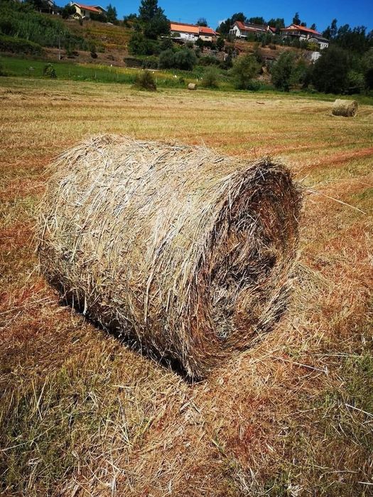 Bolas de palha azevem