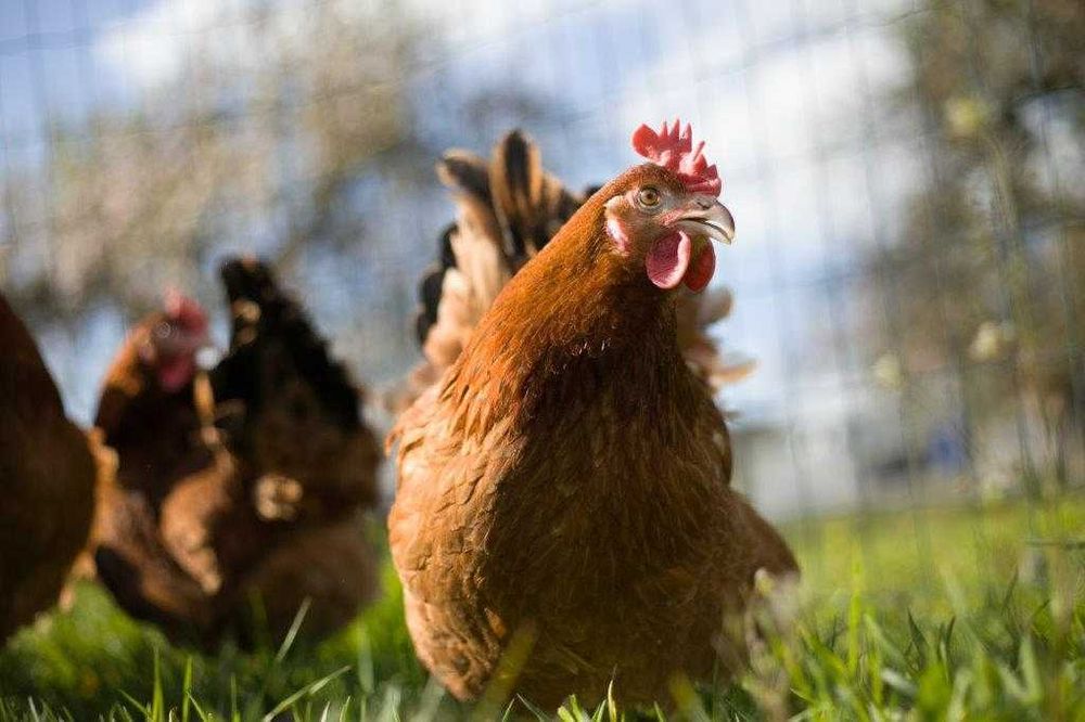 Kurki kokoszki nioski Rosa brązowa na wybieg odchowana dowóz Gratis