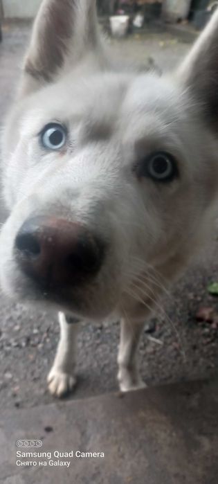 Білий  хаскі, хлопчик