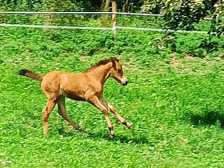 Źrebaki huculskie na sprzedaż