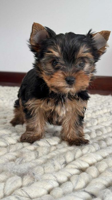 Chłopczyk Yorkshire Terrier Miniaturka z Rodowodem