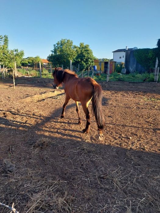 Ponei femea 3 anos 125cm