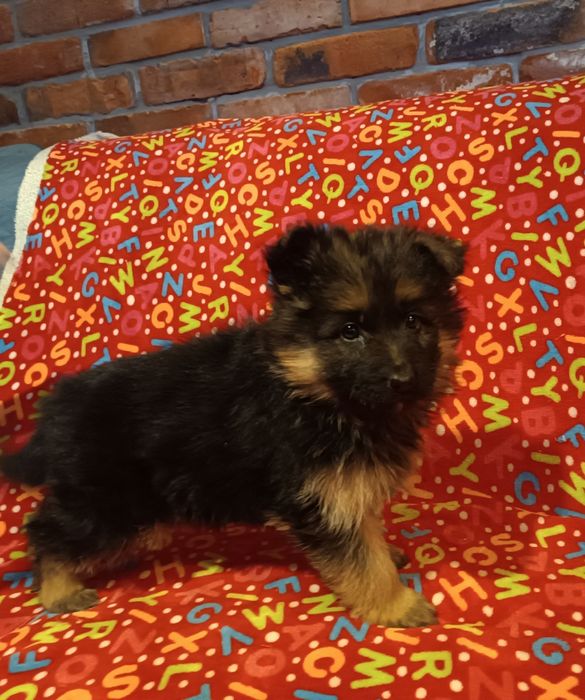 Owczarek niemiecki długowłosy suczka