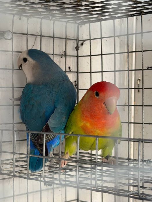 Tenho algumas aves disponíveis