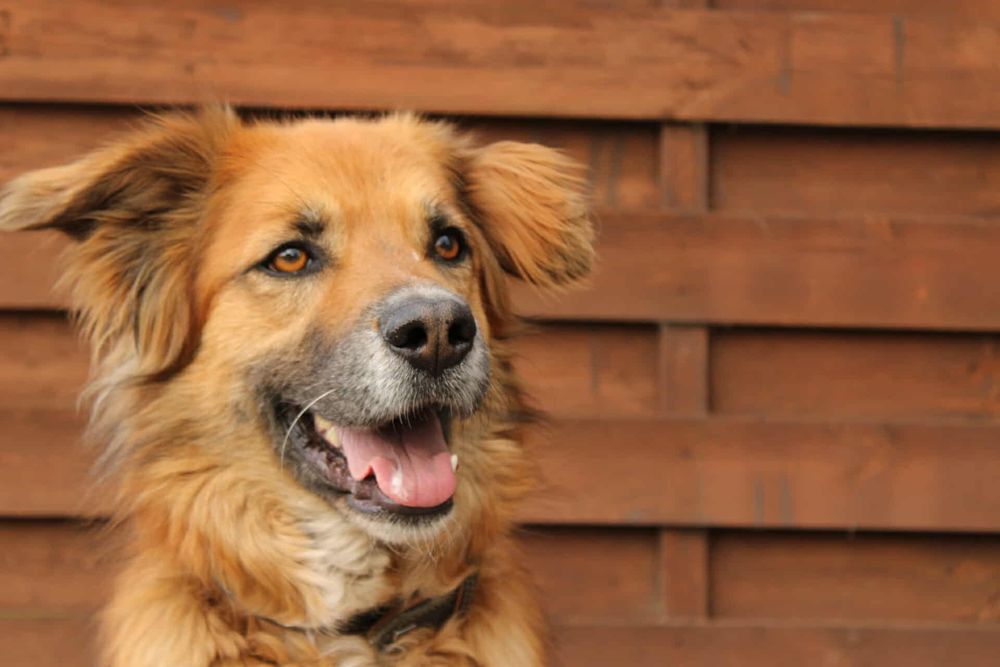 Supeł szuka kochającego domu!