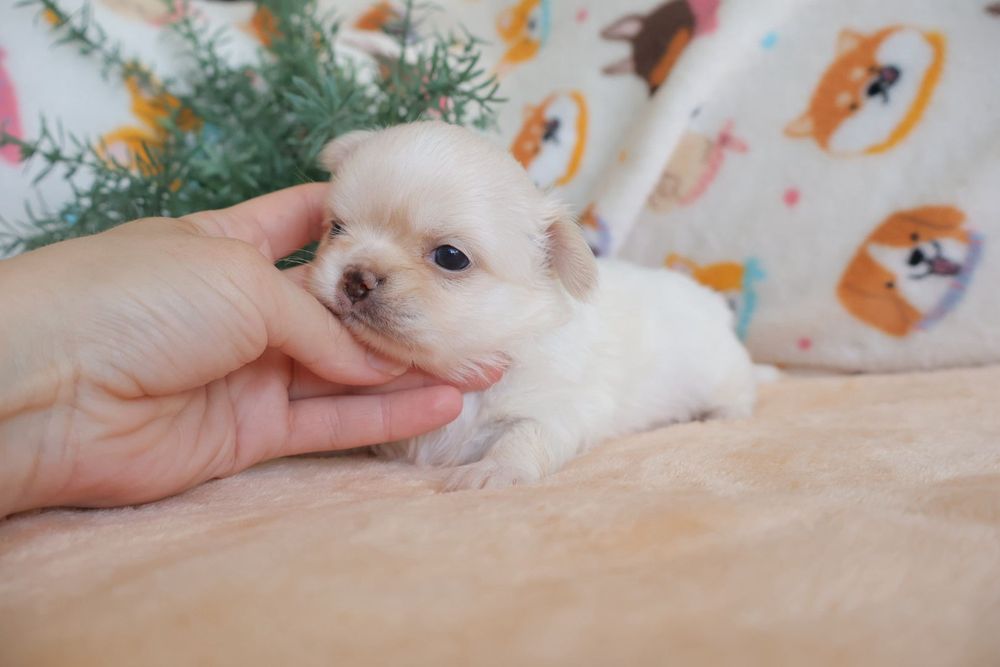 Chihuahua branco olhos azuis . Menino . Pêlo Longo.  Lindo demais.