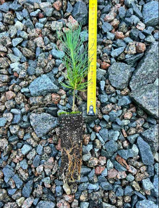 Саджанці Модрини, Ялини, Сосни, Ялиці