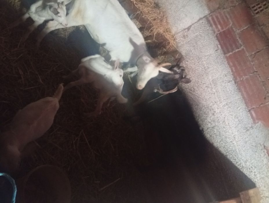 Para ceder cabras com crias.