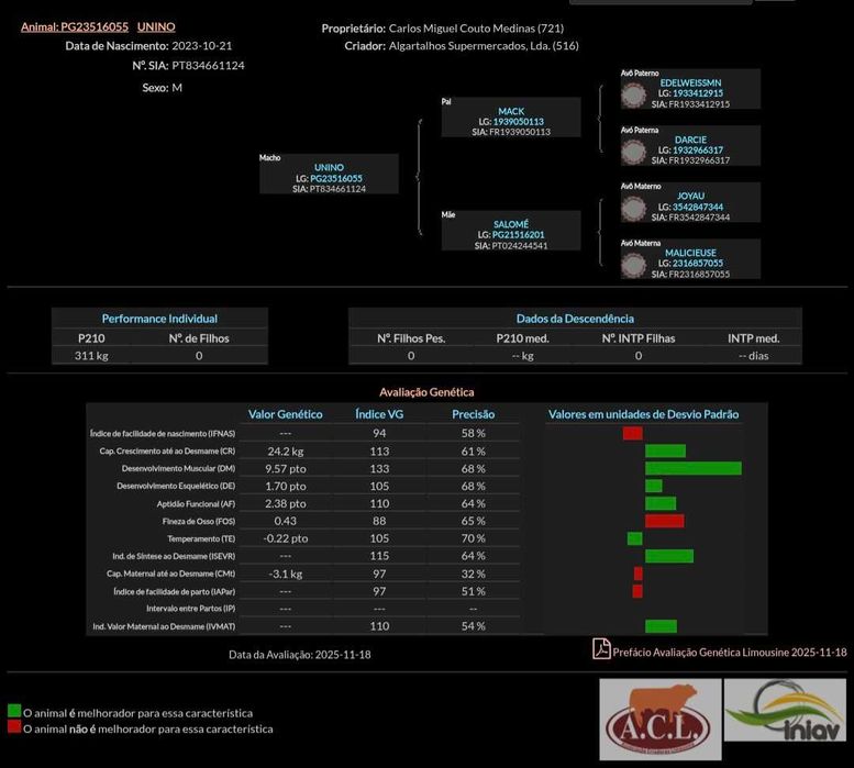 Touro limousine ouro