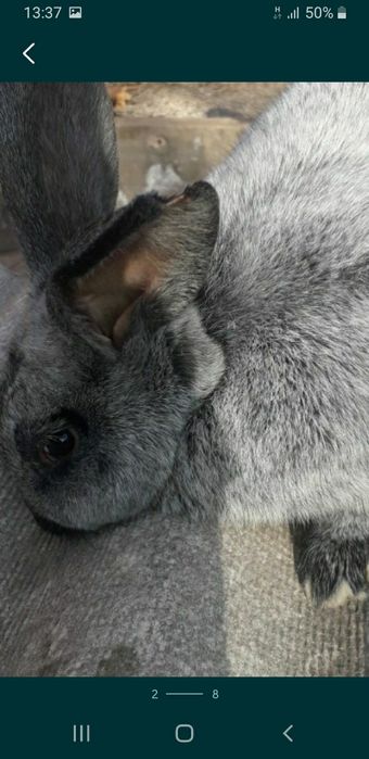 Белый термон серебро полтавское