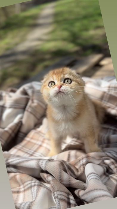 Породисті шотландські Fold кошенята золота шиншила
