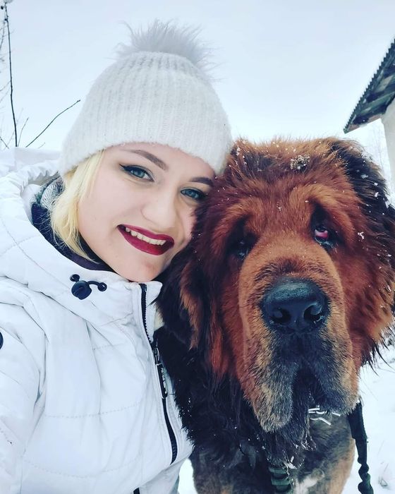 Тибетський мастиф  Чистокровний китаєць!!