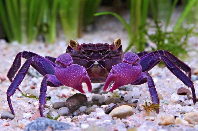 GB Krab Wampir - dowóz ryb!