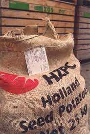 Ziemniak Sadzeniaki SUNITA - Królowa Ziemniaka - Wczesne Ziemniaki