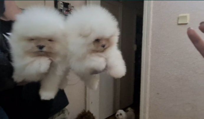 Вязка.Померанский Белый шпиц.FCI