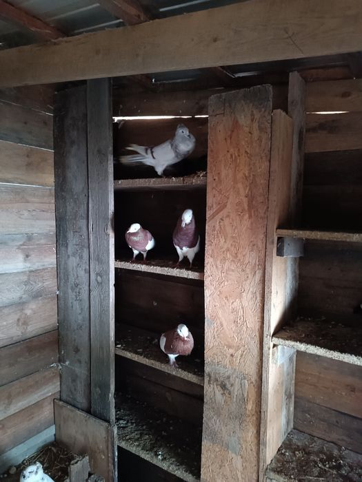 Gołębie gołębie ozdobne różnych ras