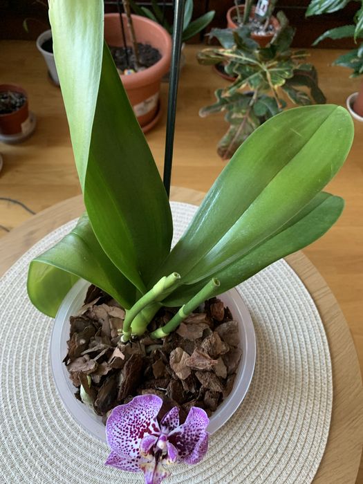 Орхідея відцвіташка