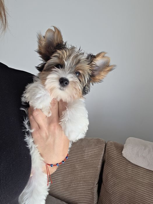 Biewer  yorkshire terrier chłopczyk