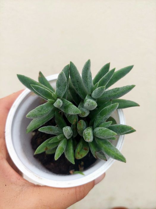 Planta Suculenta Sedum