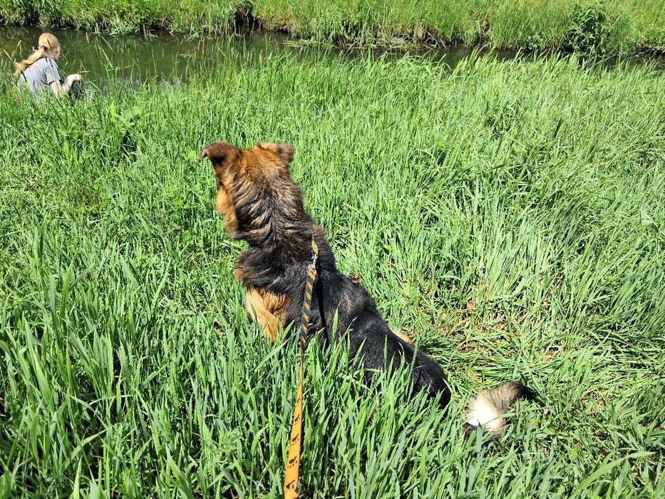 Suchar do pilnej adopcji!