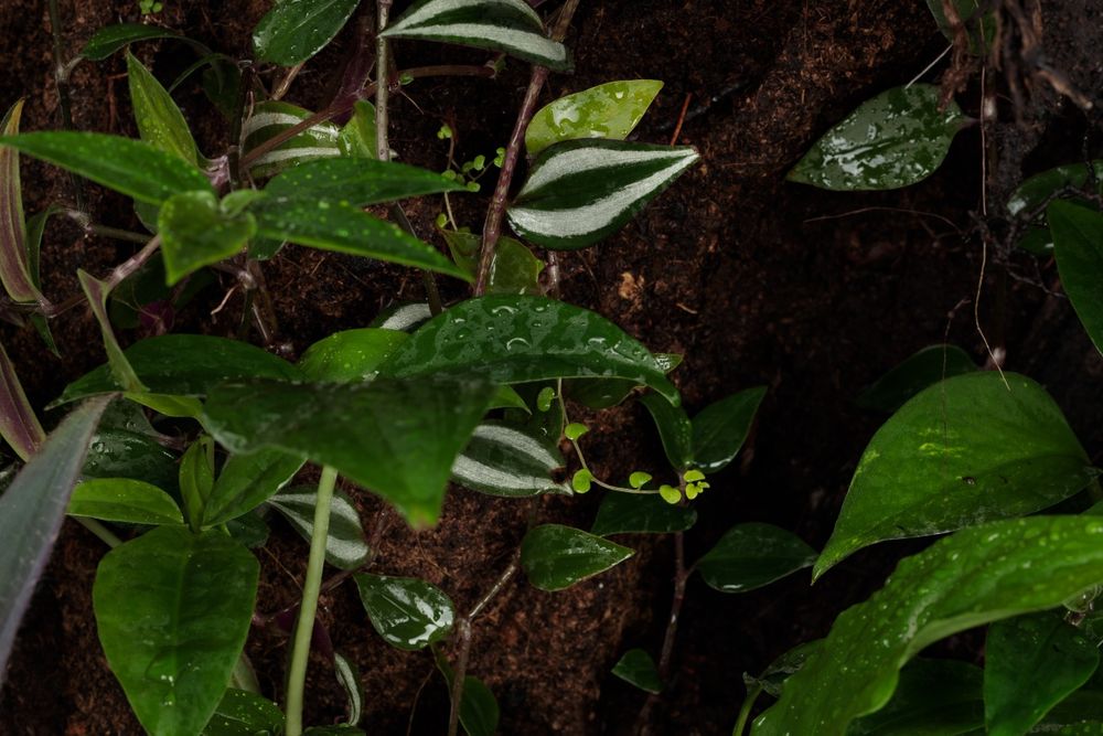 Terrarium gekon paludarium vivarium