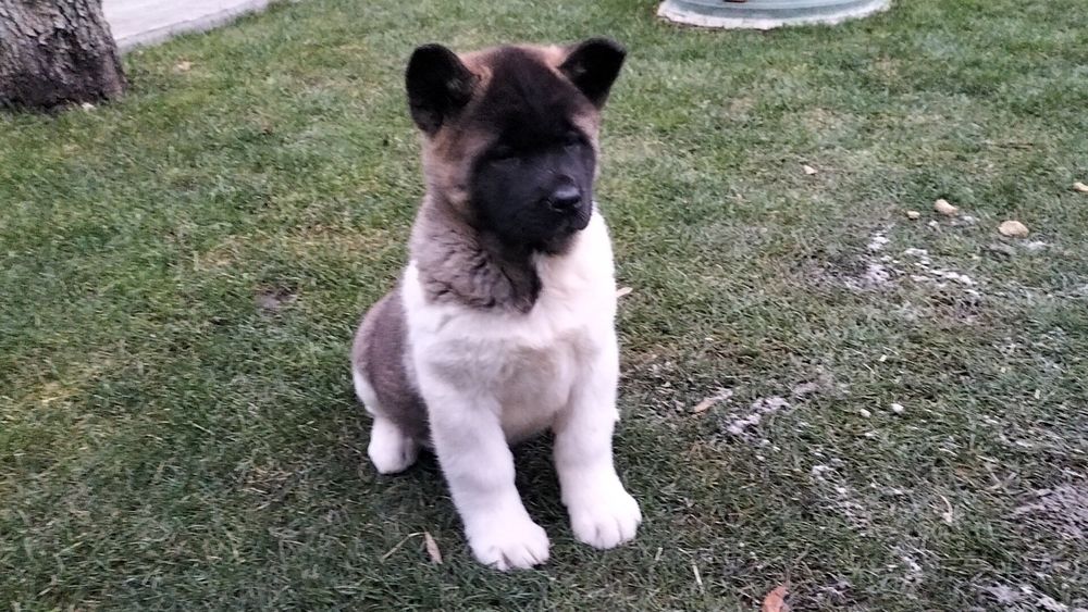 Американські Акіти з питомника