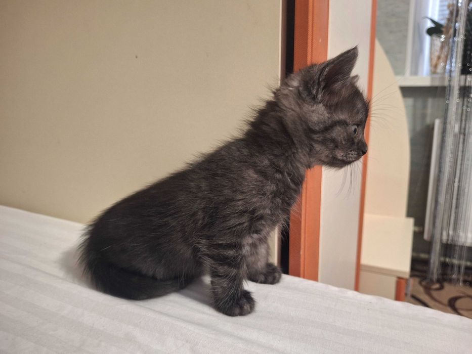 Кошечка, кошенята, котики Первомайск