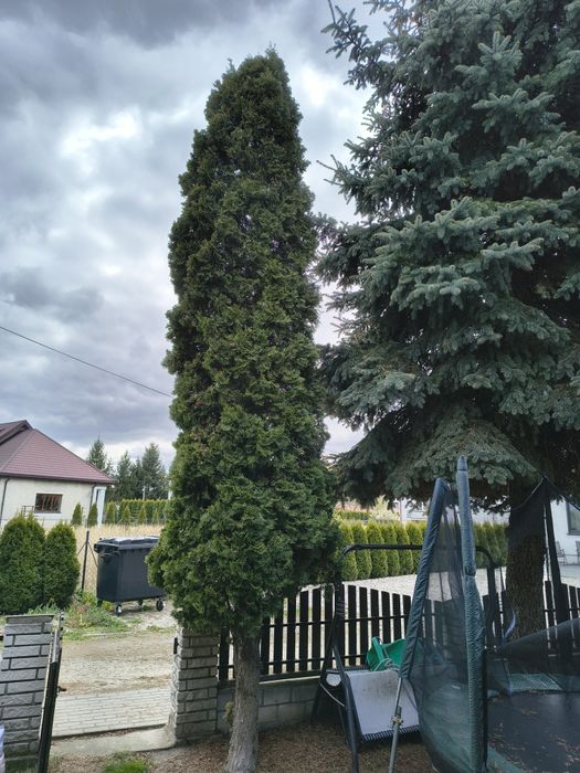 Tuje oddam za darmo