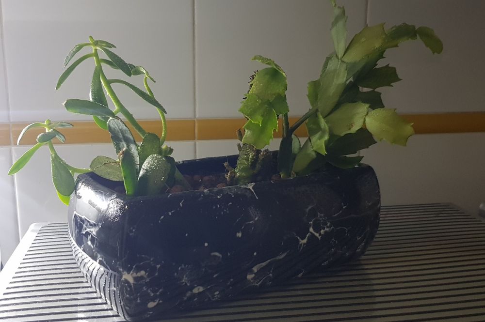 Floreira com suculentas