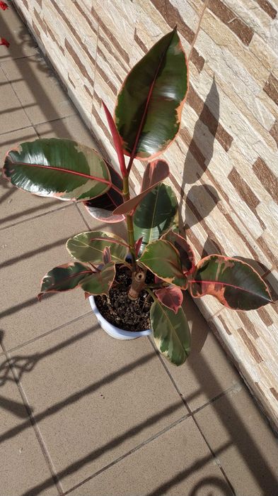 ''Belize'' figowiec sprężysty, fikus