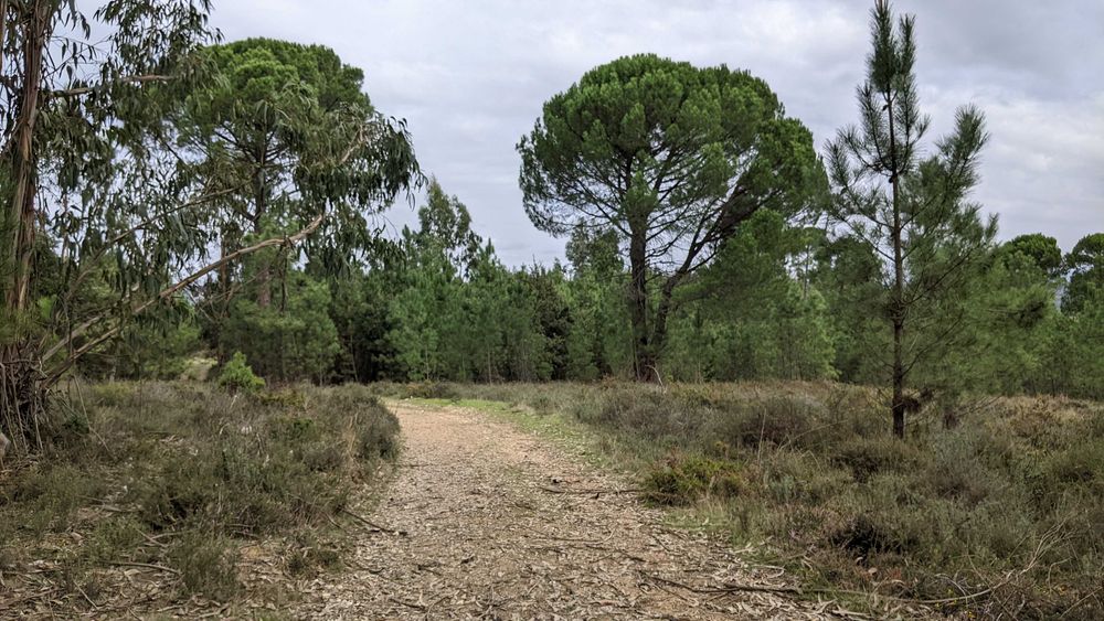 Grande Propriedade Arganil-Bairro da Gândara com 70 Mts Frente estrada