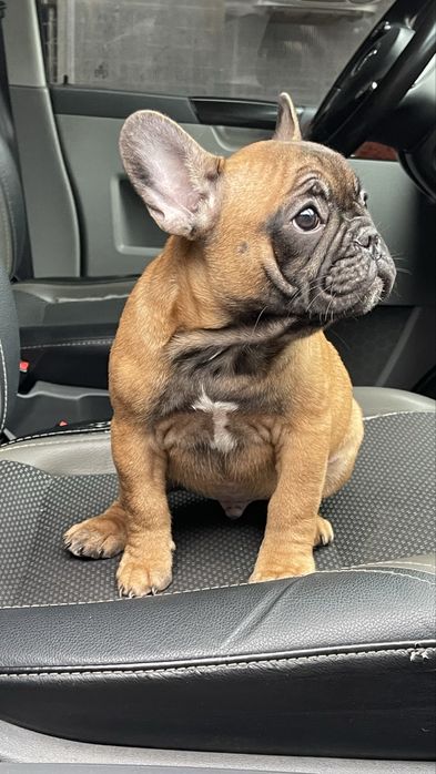 Прекрасне цуценя французького бульдога шукає господарів!