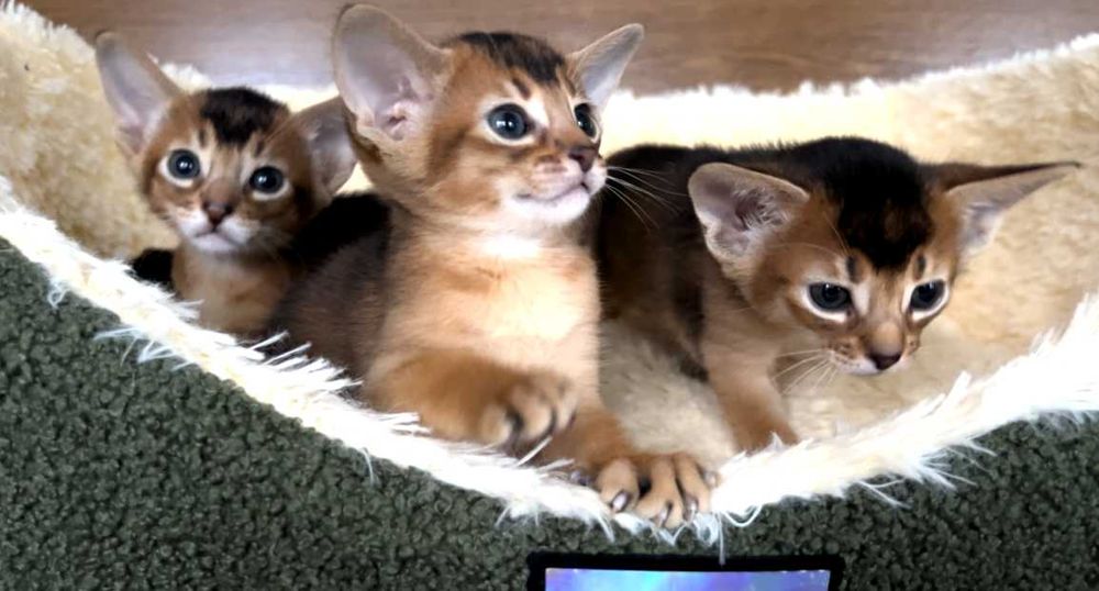 Абіссінські кошенята