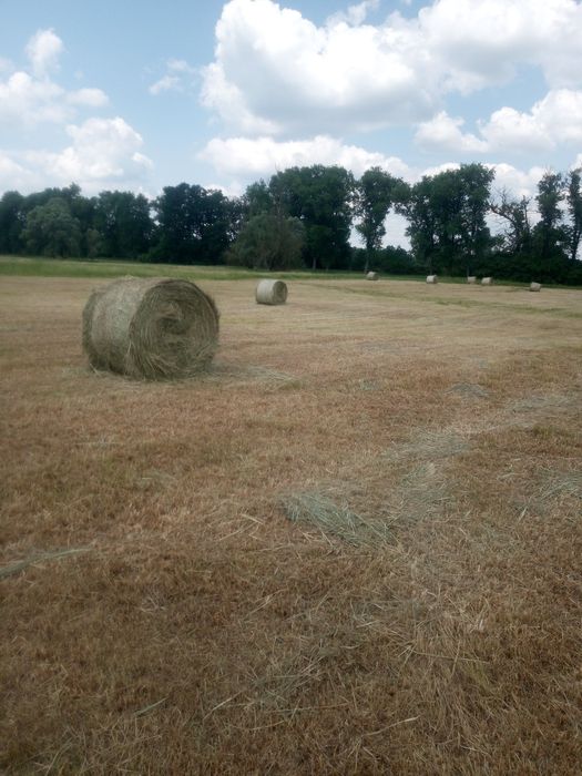 Siano w balotach 150