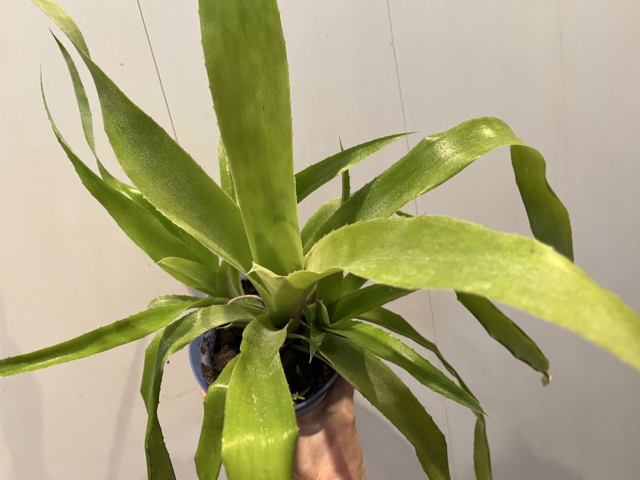 Бильбергия ( розовая)