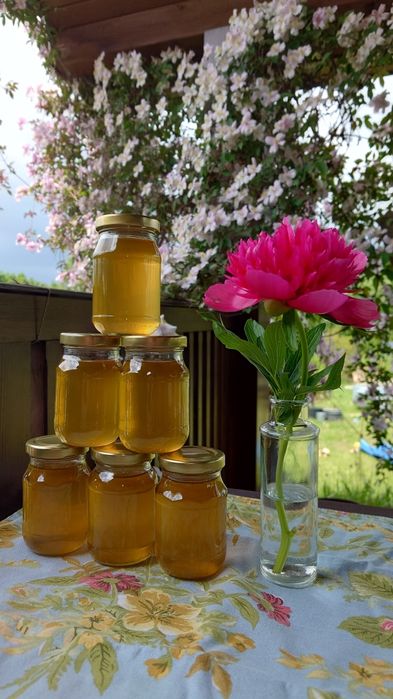 Syrop z mniszka lekarskiego 5 szt.