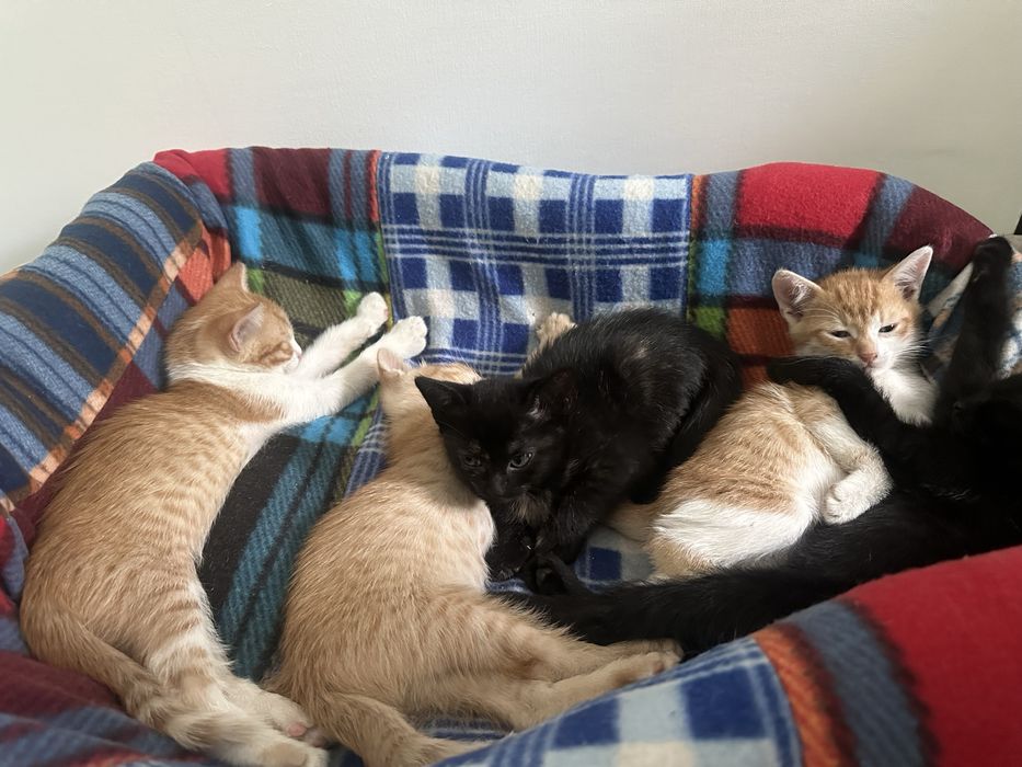 Котята в добрые руки