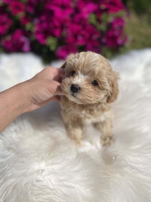 Мальтипу ф1 цуценятка міні