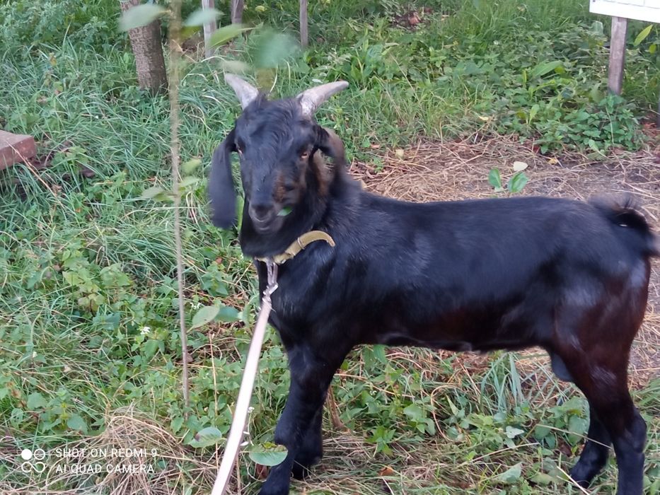 Нубійський козел
