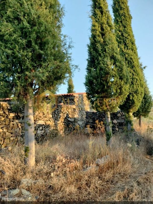 Terreno Agrícola para produção de Vinho